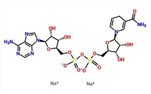 β-Nikotinamid adenin dinukleotid disodium só NADH CAS 606-68-8