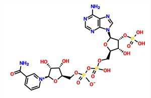 -Nikotinamid-adenin-dinukleotid-foszfát NADP CAS 53-59-8